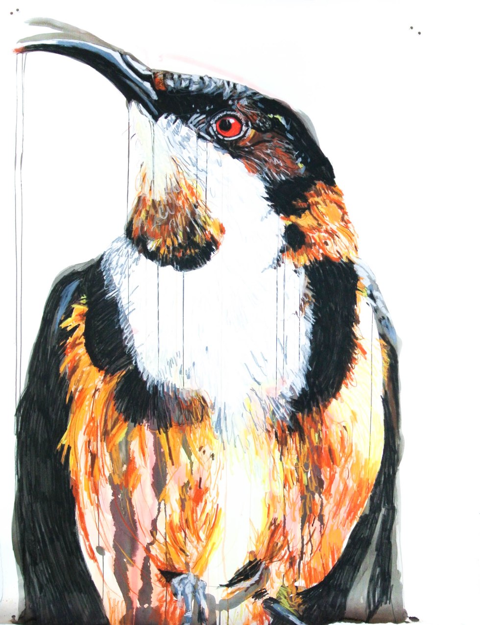 Birds_Eastern Spinebill_114by150_Dec15.highres