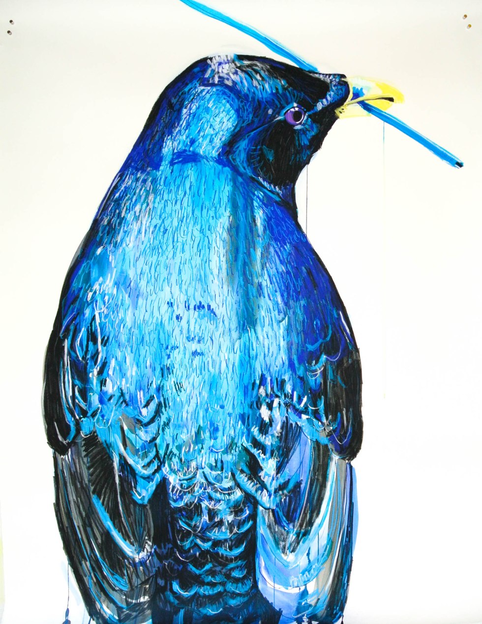 Birds_Male Satin Bowerbird_114by150_Dec15.highres