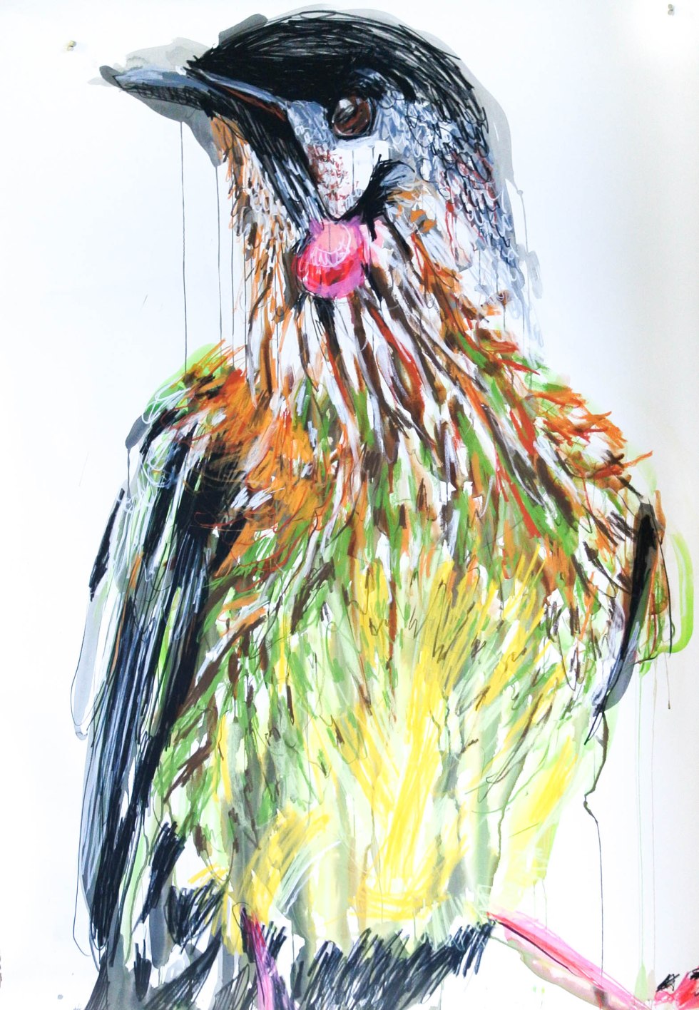 POTTER_Bird_Wattle Bird_April15.highres