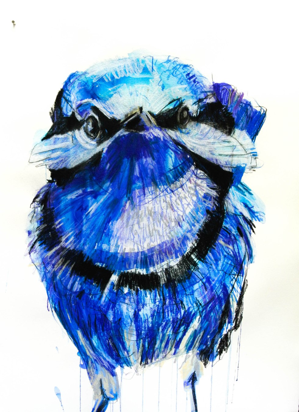 POTTER_Birds_Splendid Fairy-wren_15.highres-2