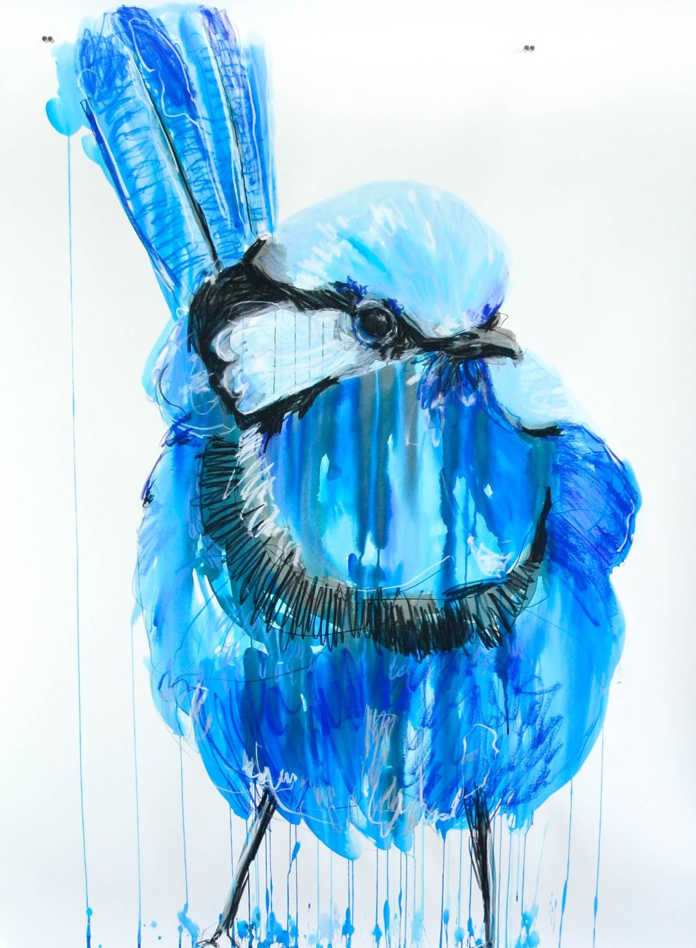 POTTER_Splendid Fairywren II_April15.highres