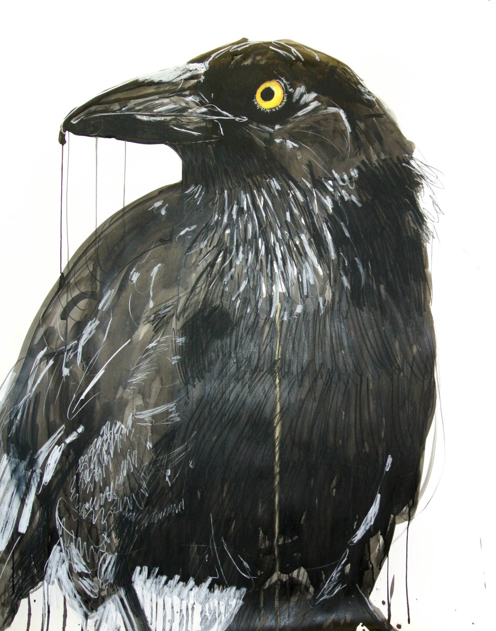 Bird_Currawong_114by150_Jan16.highres-2