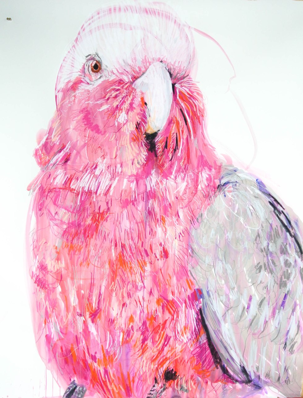 Bird_Galah_114by150_Jan16.highres-2