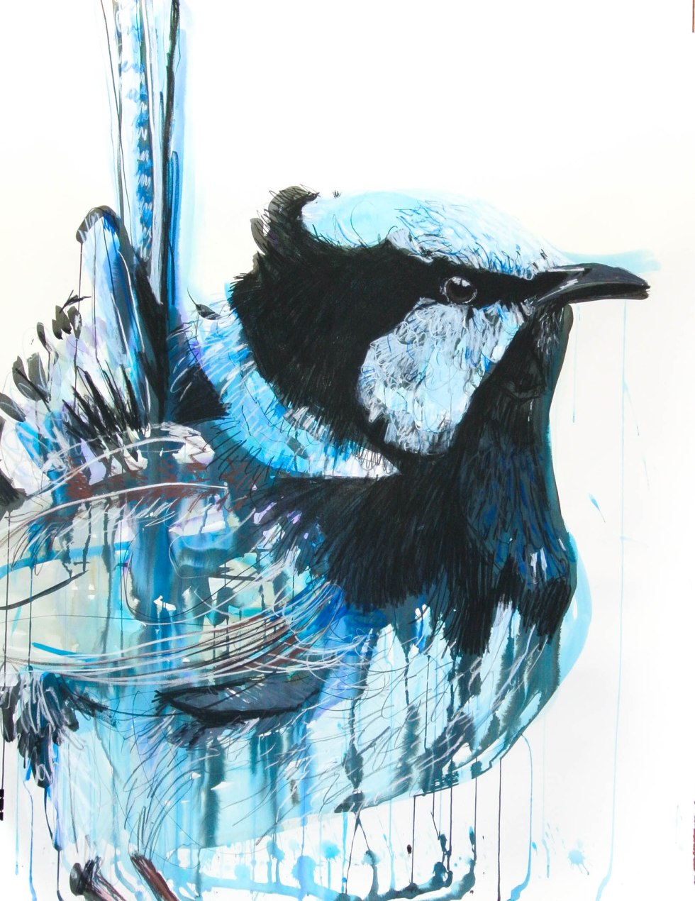 Bird_Superb Fairywren_114by150_jan16.highres-2