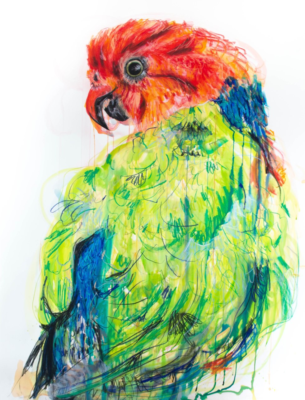 KingParrot_114by150_17