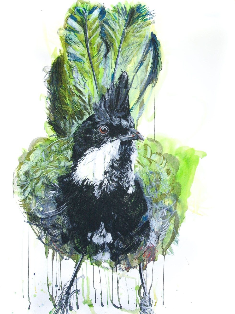 Eastern Whipbird_114x150_2017