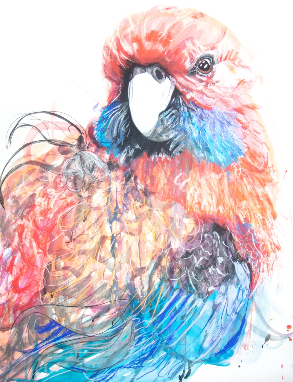 Crimson Rosella 2_120by90_oct18